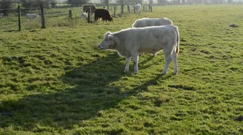 White cattle on meadow Stock Footage 11132447
