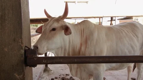 White Cattle in Pen 스톡 동영상 77166832