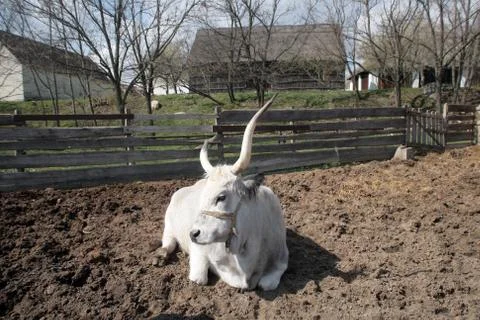 White cattle resting Stock Photos