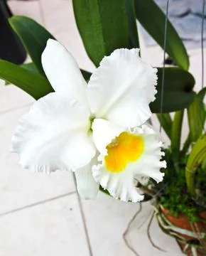 White cattleya orchid Stock Photos