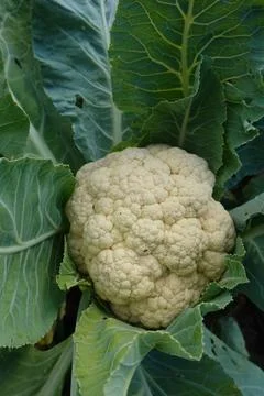 White cauliflower head developing in an organic garden, surrounded by fresh.. Stock Photos