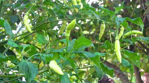White cayenne pepper for cooking Stock Footage 197375440