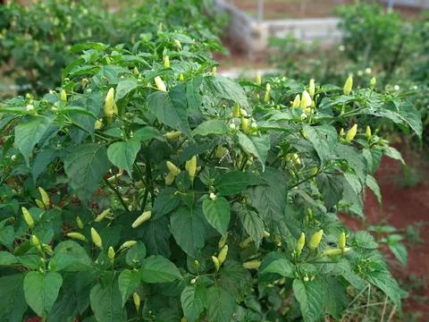 White cayenne pepper plants bear fruit abundantly in agricultural fields Stock-Fotos