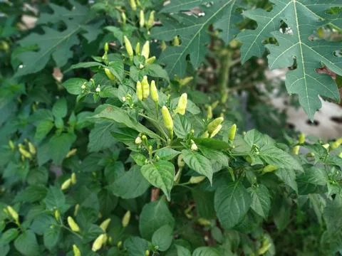White cayenne pepper plants bear fruit abundantly in agricultural fields Fotos Stock