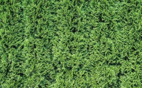 White cedar background. Stock Photos