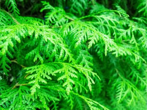 White cedar as natural background, selective focus, mobile photo Stock Photos