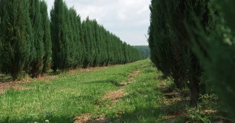White cedar perspective walkway. Thuja occidentalis evergreen. 4k Ultra HD Stock Footage 77997641