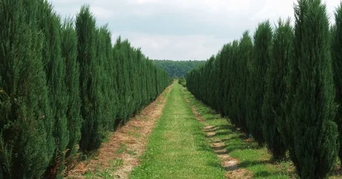 White cedar perspective walkway. Thuja occidentalis evergreen. 4k HD cinematic Stock Footage 77998618