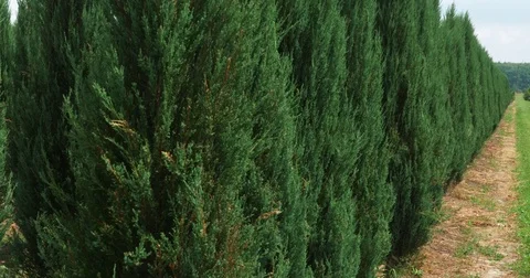 White cedar perspective walkway. Thuja occidentalis evergreen. 4k UHD cinematic Stock Footage 77998624