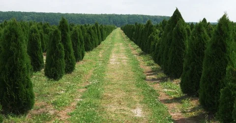 White cedar perspective walkway. Thuja occidentalis evergreen. 4k UHD cinematic Stock Footage 78000103
