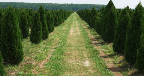 White cedar perspective walkway. Thuja occidentalis evergreen. 4k UHD cinematic Video stock 78000843