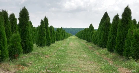White cedar perspective walkway. Thuja occidentalis evergreen. 4k UHD cinematic Stock Footage 78001145