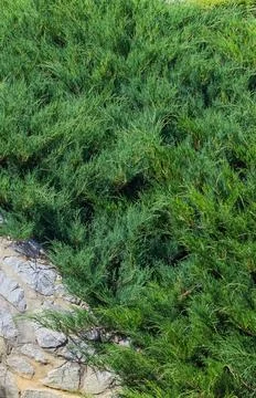 White cedar summer day background Stock Photos