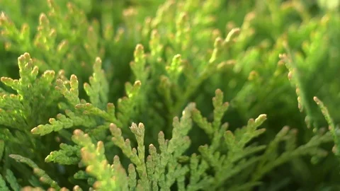 White Cedar Thuja Close Up Stock Footage 127178901