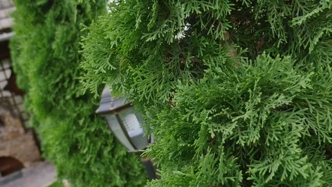 White cedar Thuja occidentalis branches Stock Footage 82956466