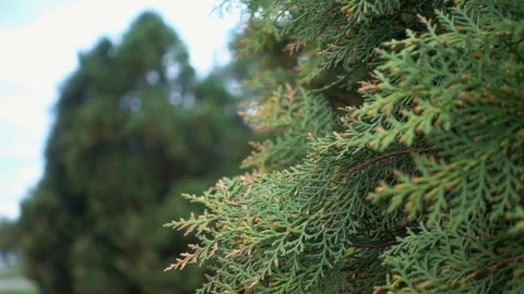 White cedar Thuja occidentalis branches Video stock 106468580