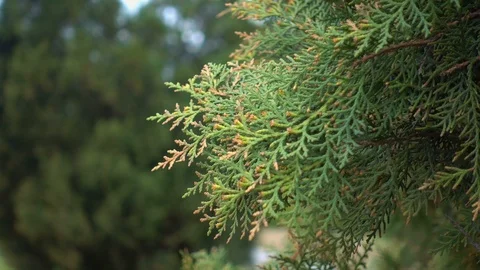 White cedar Thuja occidentalis branches Stock-Footage 106468887