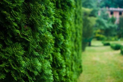 White cedar tree and a lawn on the background. Close-up. Botanical garden in  Stock Photos