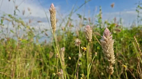 White Celosia Argentea, blown by the wind in the morning Stock Footage 336806570