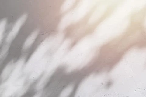 White cement or stone wall background and rough textured with shadow of leaves Fotos Stock