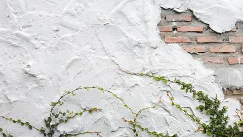 White cement wall with bricks and ivy Stock Photos