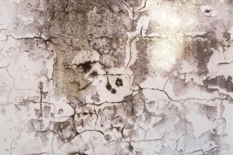 White cement wall with Mold texture background Stock Photos