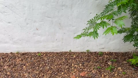 White cement wall with rocks on the floor and plant shot with copyspace Stock Footage 286854712