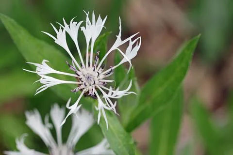 White centaurea flower close up Foto stock