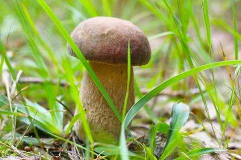 White cep growing in the grass Foto stock