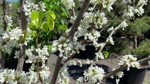 White cercis redbud tree branches blooming in a plant nursery garden Stock Photos