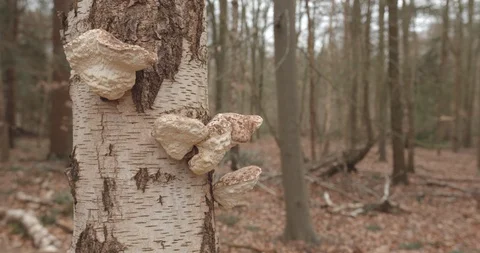 White chaga mushroom on Birch tree bark with autumn winter like background Stock Footage