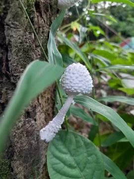 White chalk mushroom on old tree trunk in nature Stock Photos