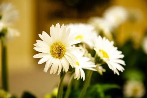 White chamomile among others in the bouquet. Stock Photos