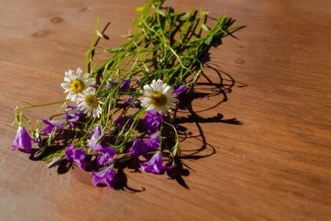 White chamomile and purple bell flowers with green leaves on dark brown woode Stock Photos