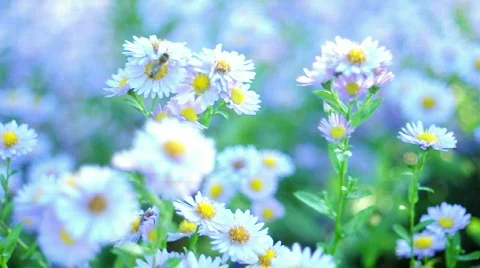 White chamomile &amp; Bee Video stock 526809