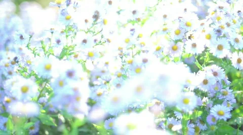 White chamomile & Bee Stock Footage