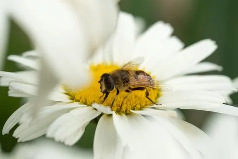 White Chamomile with a bee sitting on it Stock Photos