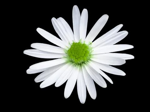 White chamomile on a black background Stock Illustration