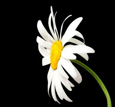 White chamomile on black background Stock Photos