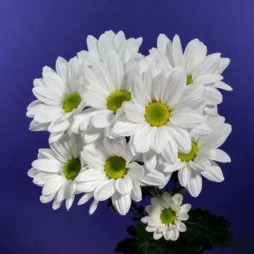 White chamomile on a blue background Фото