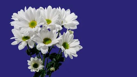 White chamomile on a blue background Foto stock