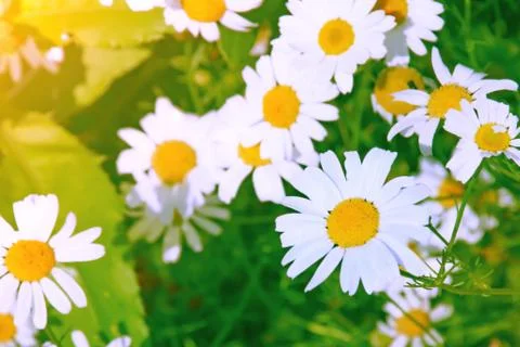 White chamomile on blurred background close up Stock Photos