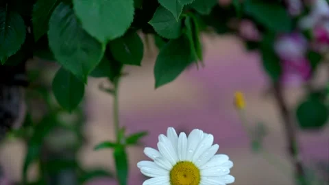 White chamomile close-up against a background of green greenery. A lonely Stock Footage 244338626