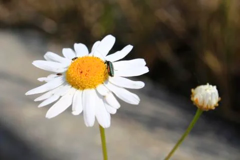 White chamomile close-up on a blurred background with a beetle on flowers2 Fotos de archivo