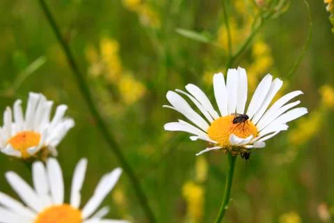 White chamomile close-up on a blurred background with a beetle on flowers2 Fotos de archivo