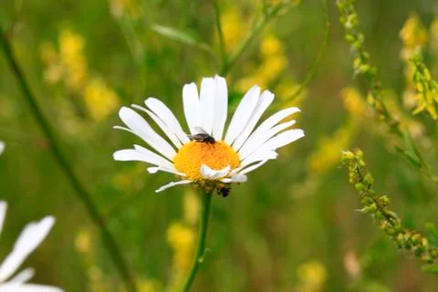 White chamomile close-up on a blurred background with a beetle on flowers2 Stock Photos