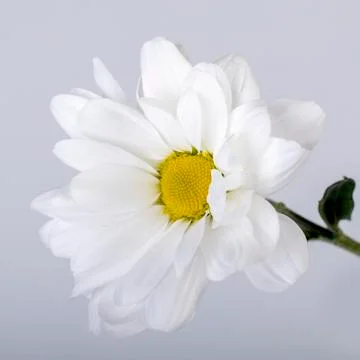 White chamomile. Close-up. Grey background. There is toning. Stock Photos