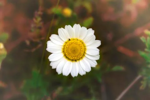 White chamomile - daisy on blurred background Stock Photos