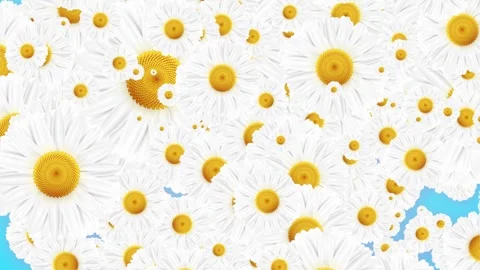 White Chamomile Daisy Flower Background falling down. Stock Footage 293003870