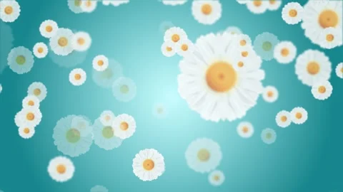 White Chamomile Daisy Flower blurred Background falling down. Stock Footage 293005456